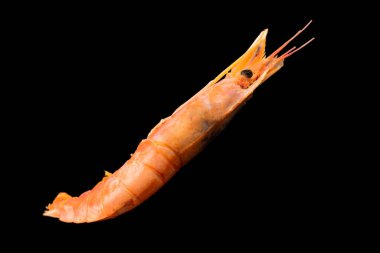 Kırmızı dev Arjantin karidesi siyah arka planda izole edilmiş. Büyük kaplan karidesi izole edilmiş.