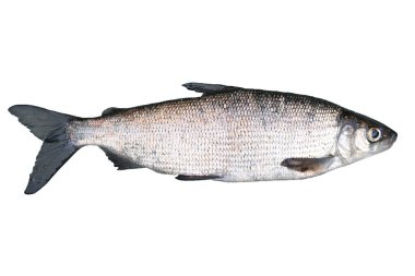 Beyaz balık (Coregonus lavaretus) beyaz arka planda izole edilmiştir. Ham göl balığı. Beyazbalık Gölü.