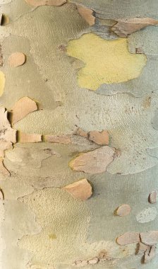 Eski ağaç gövdesinin manzarası. Ahşap dokular. Ağaç arka planı. Orman yosunları. Doğal ahşap dokusu. Ormanda bir ağaç gövdesi..