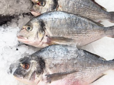 Marketteki tezgahın üstünde buz içinde taze çiğ dorado balığı. Balık pazarında buzda taze dorado balığı.