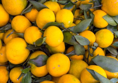 Yeşil dal dokusuna sahip Mandarin. Sulu ve taze mandalina. 