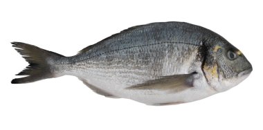 Taze dorado balığı beyaz arka planda izole edilmiş. Dorado balığı izole edilmiş.