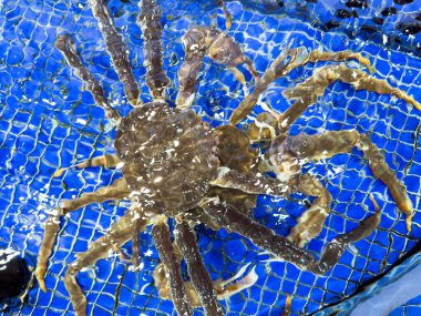 Kral Yengeç suyun altında. Alaska kral yengeçleri akvaryumda. Kızıl kral yengeci.