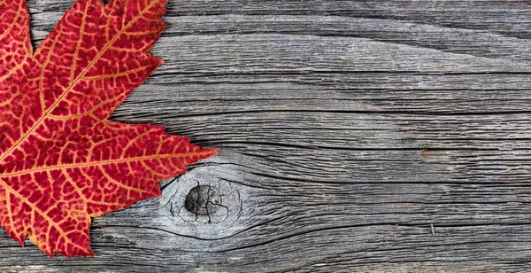 为迎接五彩缤纷的秋秋季节 近景一片片红黄枫叶点缀在乡土木背景上 — 图库照片