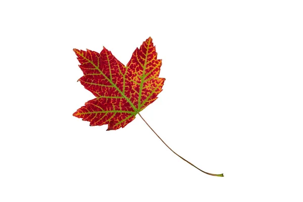 Herbst Oder Herbst Blatt Saisonaler Farbe Isoliert Auf Weißem Hintergrund — Stockfoto