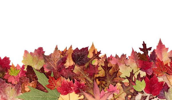 Outono Queda Borda Foliar Isolada Sobre Fundo Branco — Fotografia de Stock