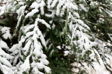 Tatil sezonu için taze kar arkaplanı olan gerçek Noel ağacı  