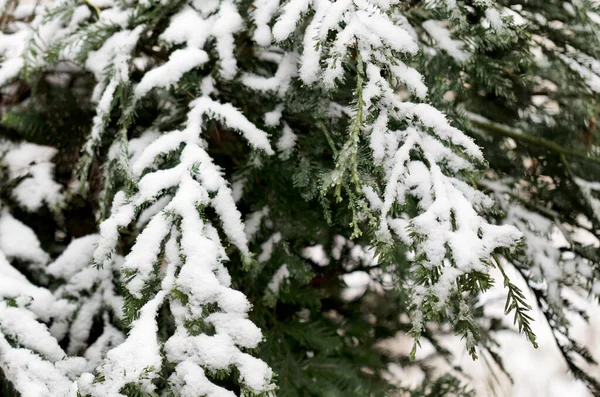 Prawdziwe Choinki Świeżym Tle Śniegu Sezon Wakacyjny — Zdjęcie stockowe