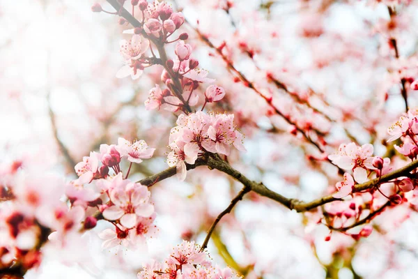 Bahar Zamanı Kiraz Çiçekleri Parlak Gün Işığında — Stok fotoğraf