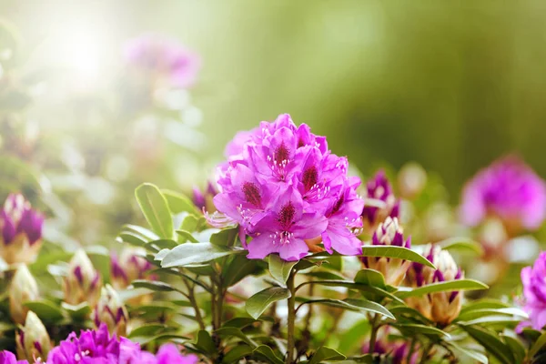 Spring Rhododendron Flowers Washington State Bright Day Light — Stock Photo, Image