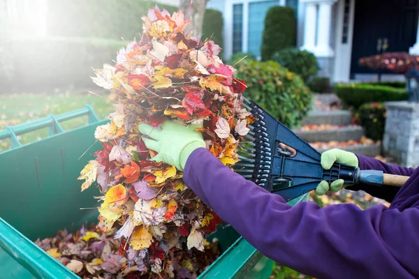 Folhas Outono Outono Com Ancinho Sendo Colocado Recipiente Com Casa — Fotografia de Stock