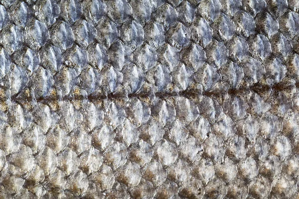 サケマス種の魚皮スケールの背景 — ストック写真