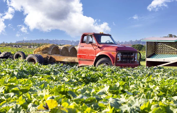 Alter Roter Lkw Inmitten Eines Landwirtschaftlichen Feldes Mit Heuballen Stockbild