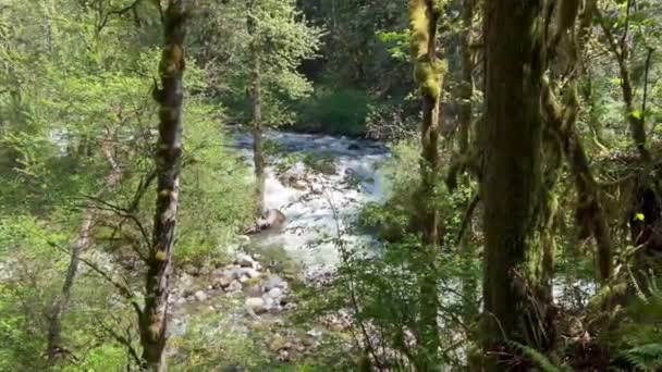 Wallace Řeka Tekoucí Lesy Popředí Nachází Státě Washington Během Jara — Stock video