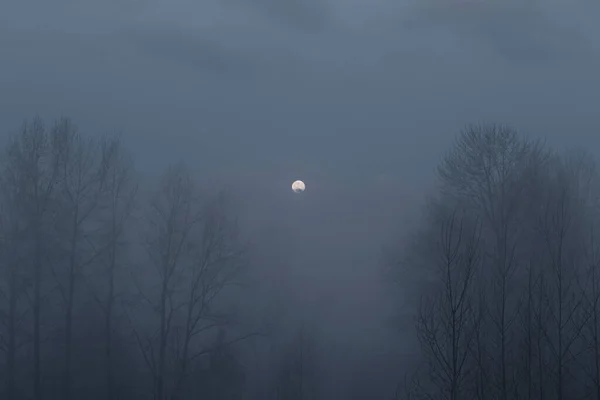 Τρομακτική Πανσέληνος Ορατή Μέσα Από Ομίχλη Και Σύννεφα Τρομακτικά Δέντρα — Φωτογραφία Αρχείου