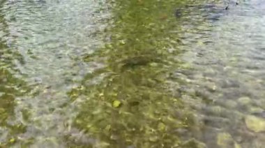 Kuzeybatı Amerika nehrinde Pasifik Kralı somon yumurtluyor.