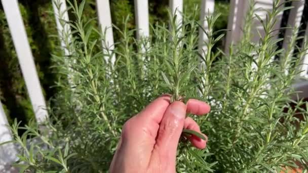 Mână Masculină Inspectând Planta Rozmarin Înainte Recoltare — Videoclip de stoc