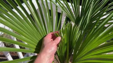 Fabrikanın sağlığını garanti altına almak için yel değirmeni palmiyesinin ön kısmını inceliyorum. 