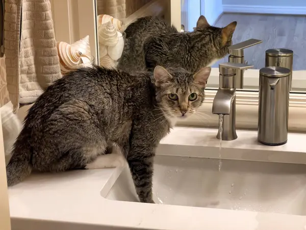 Family cat drinking fresh water out of the bathroom sink with faucet running