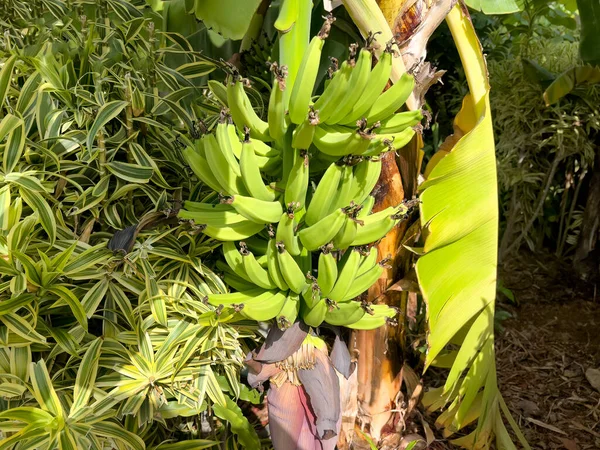 Árbol Plátano Con Nuevos Frutos Que Crecen Ramas — Foto de Stock