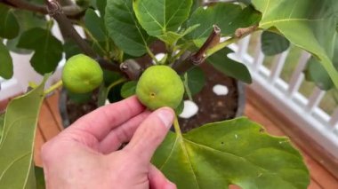 Erkek el hasat etmeye karar vermeden önce ağaçta olgunlaşmış incir meyvesini inceliyor. 