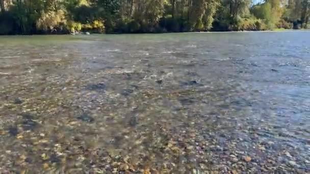Pacífico Noroeste Salmão Selvagem Desova Águas Rasas Rio Fluindo Com — Vídeo de Stock