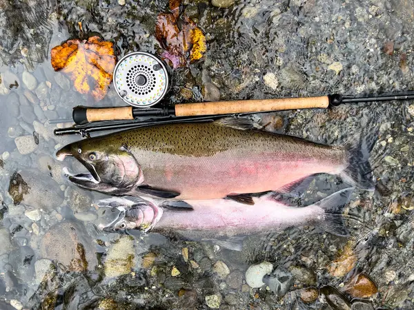 Pasifik Kuzeybatı Gümüş Coho somonu sonbahar mevsiminde uçan bobin ve oltanın yanında.