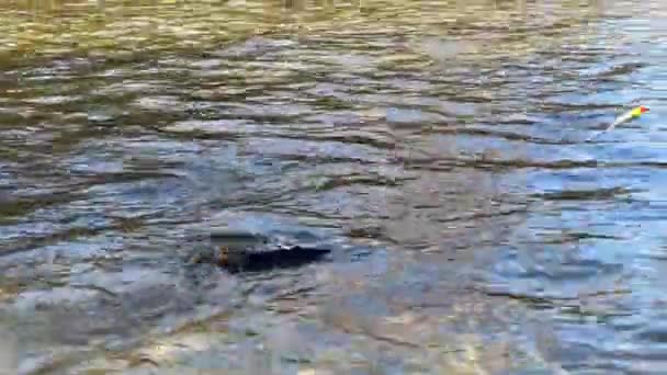 大太平洋鲑鱼在河中被卷起 同时在一个浮标上上钩 — 图库视频影像