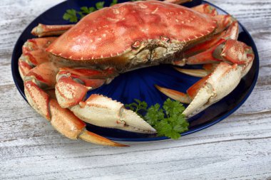 Close up front view of a single cooked large Dungeness crab and dark blue plate on white wooden table 
