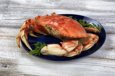 Close up side view of a single cooked large Dungeness crab and dark blue plate on white wooden table 