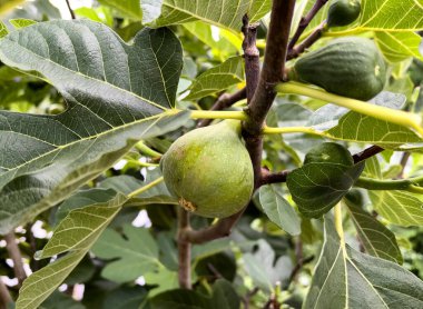 Yaz mevsiminde ağaçtan sarkan tam olgunlaşmış incir hasat için hazır. 