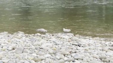 Washington 'un Skagit nehrinde yumurtlayan somonlar için savaşan martı kuşları Cascade Dağları