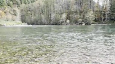 Sonbahar mevsimi boyunca Washington eyaletinde Skagit nehrinde somon yumurtlaması