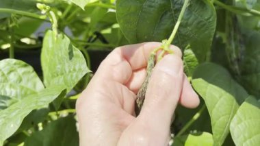 Erkek el yemek için kökten yeşil fasulye topluyor.