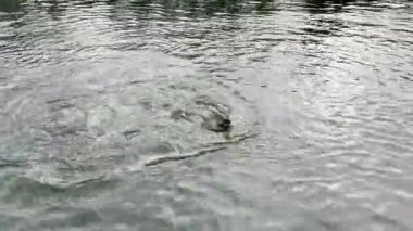 Skagit Nehri 'nin Washington eyaletinde yerli ya da vahşi somon balığı akın ediyor. Yakala ve bırak böylece somon zarar görmeden geri döndü. 