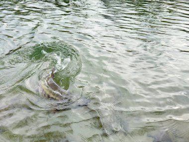 Skagit nehri Washington 'da yerli ya da vahşi somon balığı akın ediyor. Yakala ve bırak böylece somonlar yolculuklarına devam etmek için sağ salim geri döndüler. 