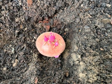 Bahardan önce kış mevsiminin sonlarına doğru tek bir patates ekilmeye hazır. 