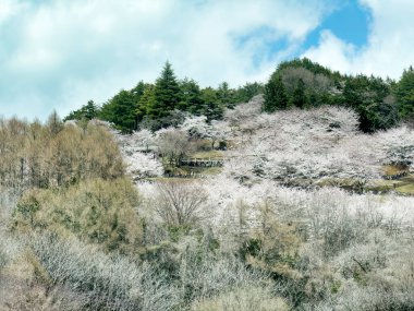 Japonya 'nın Fujiyoshida şehrindeki Arakurayama Sengen Tapınağı' na bahar mevsiminde kiraz çiçekleriyle giden bir sürü insan var. 