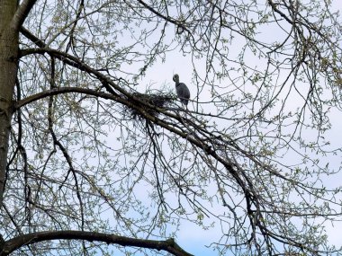 Bahar çiftleşme mevsiminde ağaç dalları olan büyük kuş yuvası. 