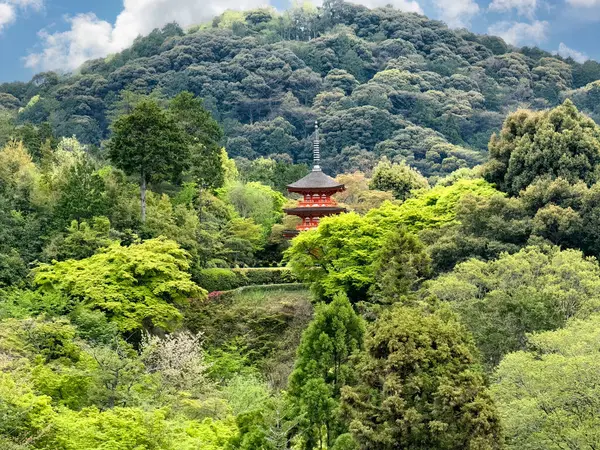 Japonya 'daki tapınak ya da tapınak yamaçtaki Japon akçaağaç ağaçlarında gizlidir.  