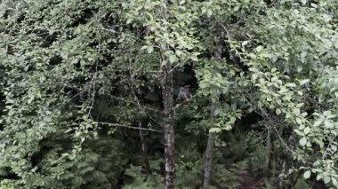 Ormandaki yuvalarını korumaya çalışan kuşların saldırısına uğrayan baykuş. 