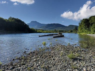Skagit nehri, bahar sonlarında Washington 'da taştan bir kıyıda büyük ağaç kütükleri ile. 