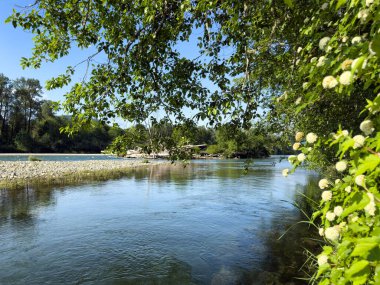 Skagit nehri, bahar sonlarında Washington eyaletinde büyük kütük yığınlarıyla doludur. 