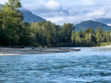 Skagit nehri, Washington 'da bahar sonlarında nehir kıyısında tek bir geyik ile birlikte. 