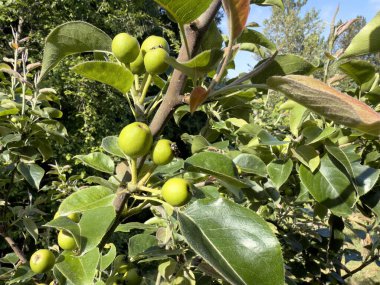 Bahar mevsiminin sonlarında ağaçta sallanan genç Asya armut meyveleri. 