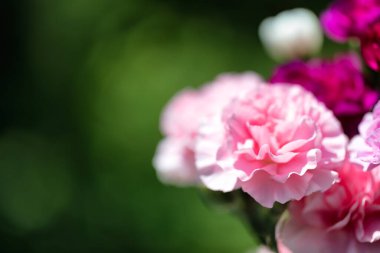 Seçilmiş renkli bir karanfil çiçeğinin kapağını kapat. Arkaplanda çiçekler ve geniş bir kopya alanı var. 