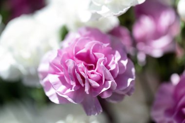 Çiçek açan pembe karanfil çiçeklerini diğer farklı renkli çiçeklerle birlikte çerçeve biçiminde kapat