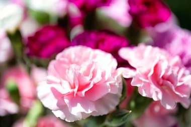 Çiçek açan pembe karanfil çiçeklerini çerçeve biçiminde kapat