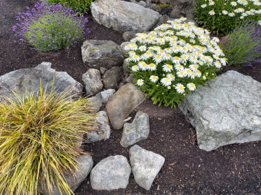 Bahar mevsiminin sonlarında çeşitli çiçek ve çimen bitkileriyle kurak taştan bir nehir bahçesi. 