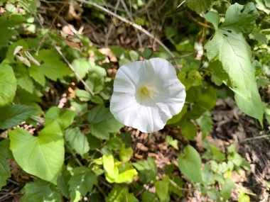 Sabahın erken saatlerinde bahar mevsiminin sonlarında açan tek çiçek. 